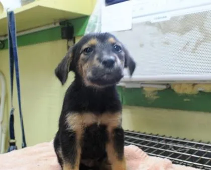 A baby large-sized male Labrador Retriever dog named Cosmo for adoption in Picayune, MS