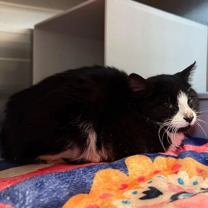 A young small-sized female Black Domestic Short Hair cat named Prisilla for adoption in Cedaredge, CO