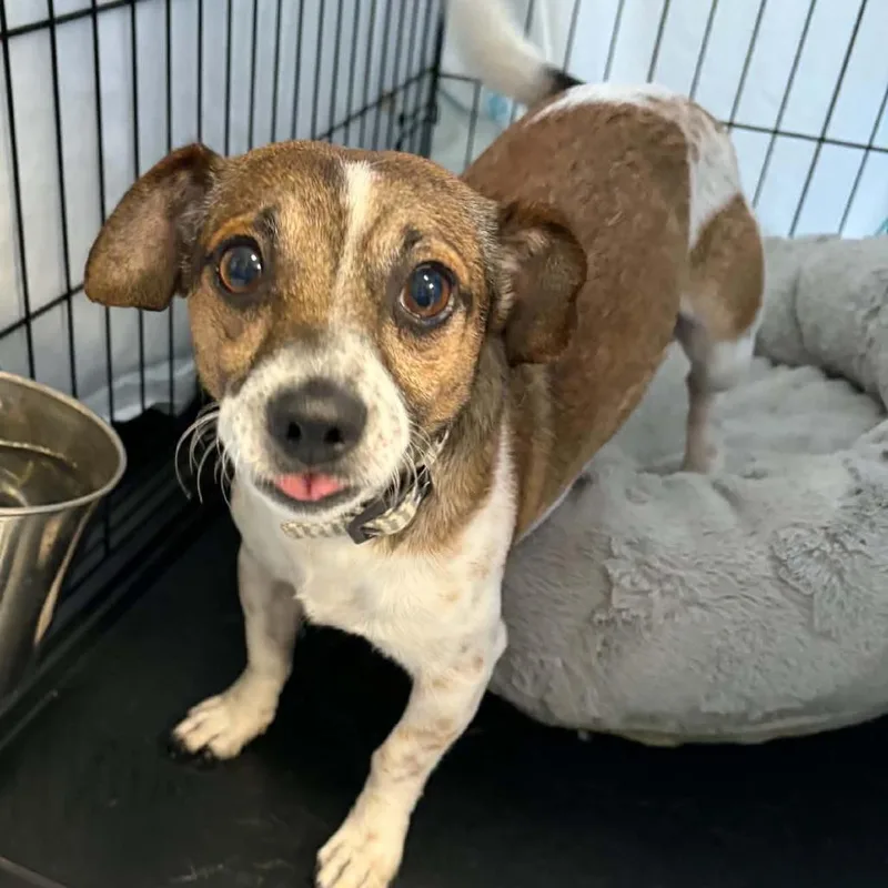 An adult small-sized male Brown / Chocolate Jack Russell Terrier dog named Jackie Chan for adoption in Concord, NC