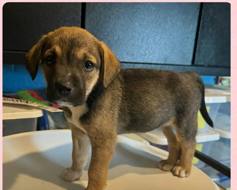 A baby medium-sized female Beagle dog named Pop Tart for adoption in Newport, KY