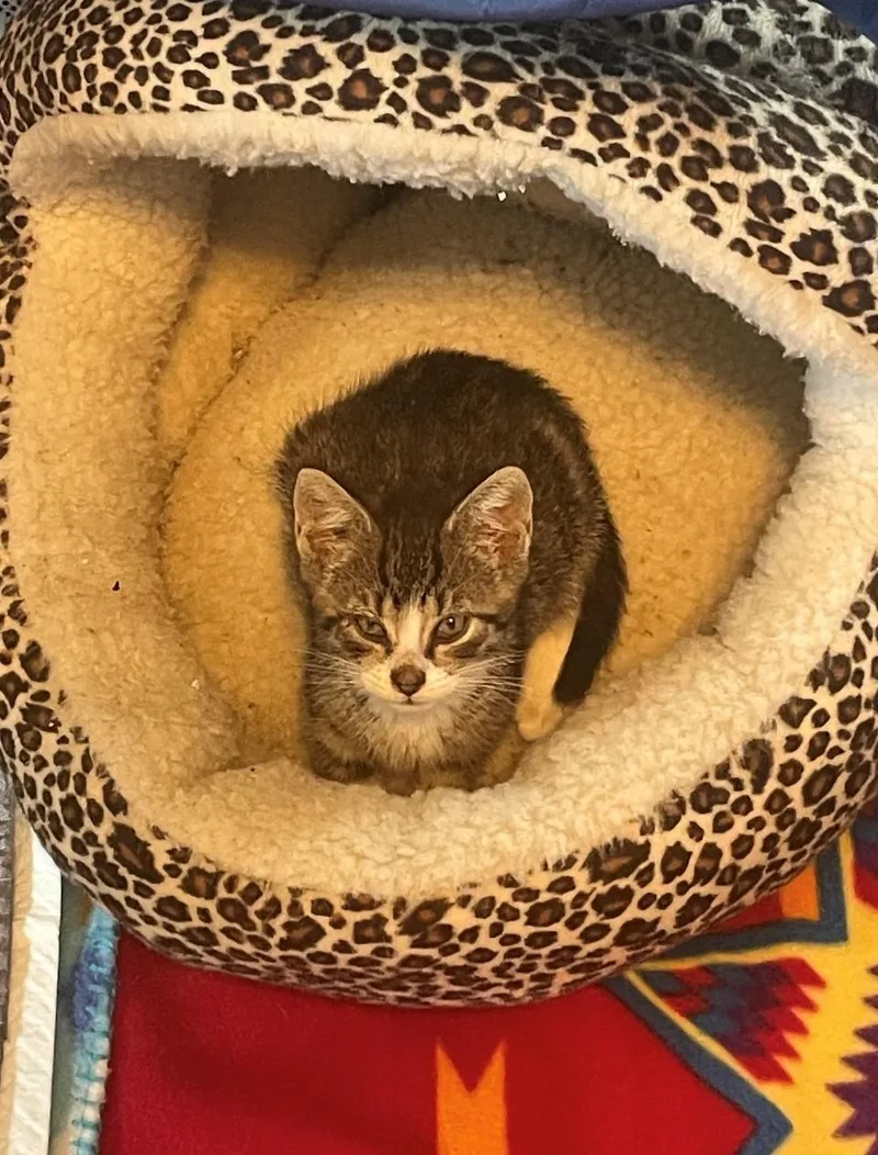 A baby medium-sized male Tabby (Brown / Chocolate) Domestic Short Hair cat named Echo for adoption in Hawthorne, NJ