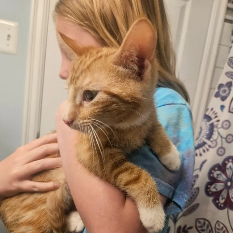 A baby small-sized male Orange / Red Domestic Short Hair cat named Dorito Located in for adoption in Alexandria, VA