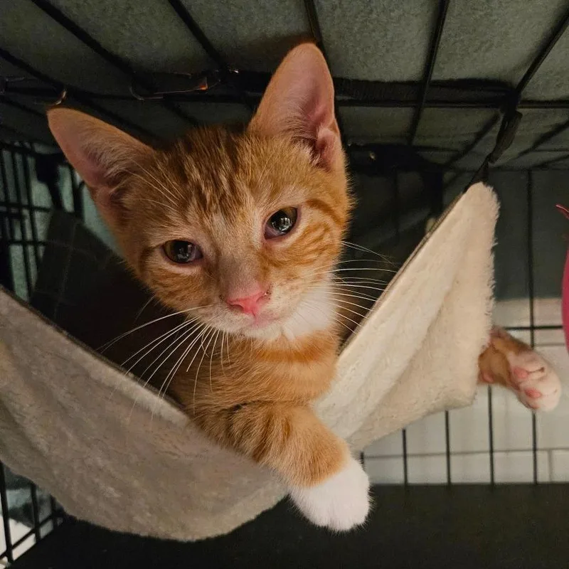 Dorito  Located in thumbnail 2
