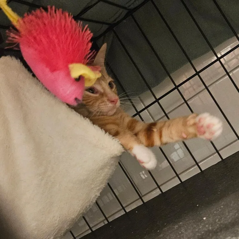 Dorito  Located in thumbnail 3
