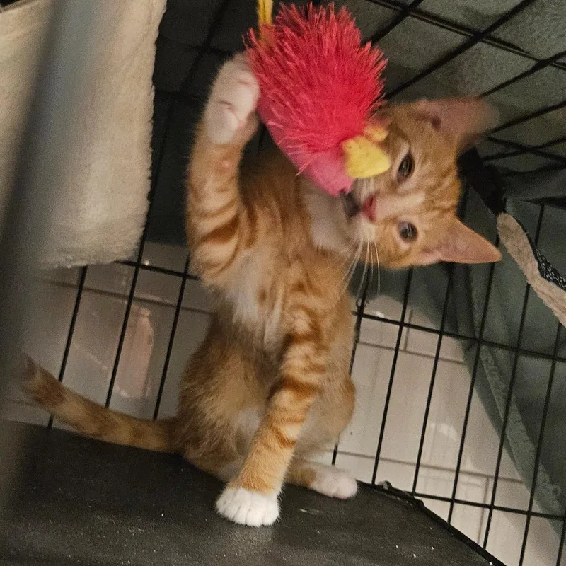 Dorito  Located in thumbnail 4
