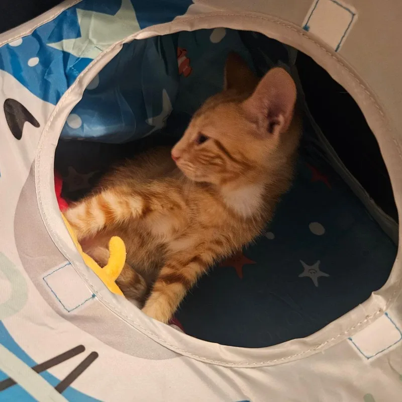 Dorito  Located in thumbnail 5