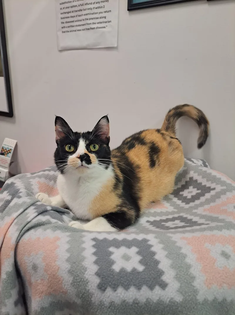 Vivian At Petsmart Newington