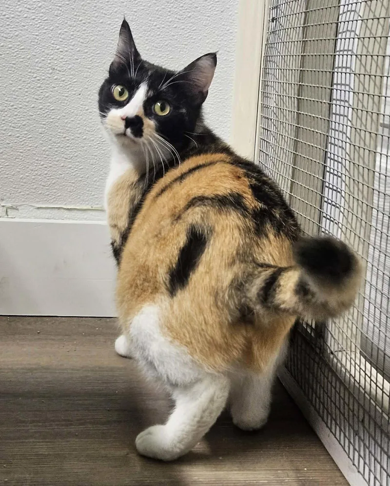 Vivian At Petsmart Newington thumbnail 2