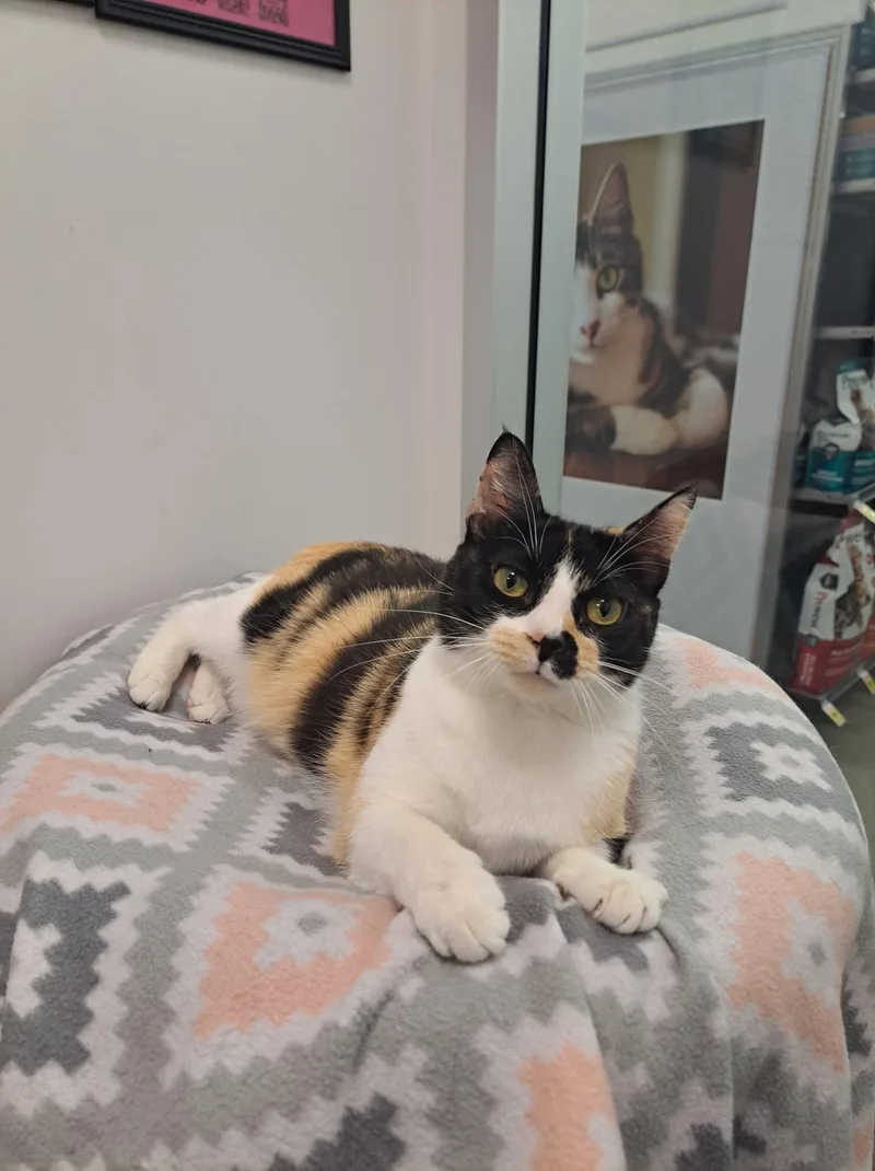 Vivian At Petsmart Newington thumbnail 3