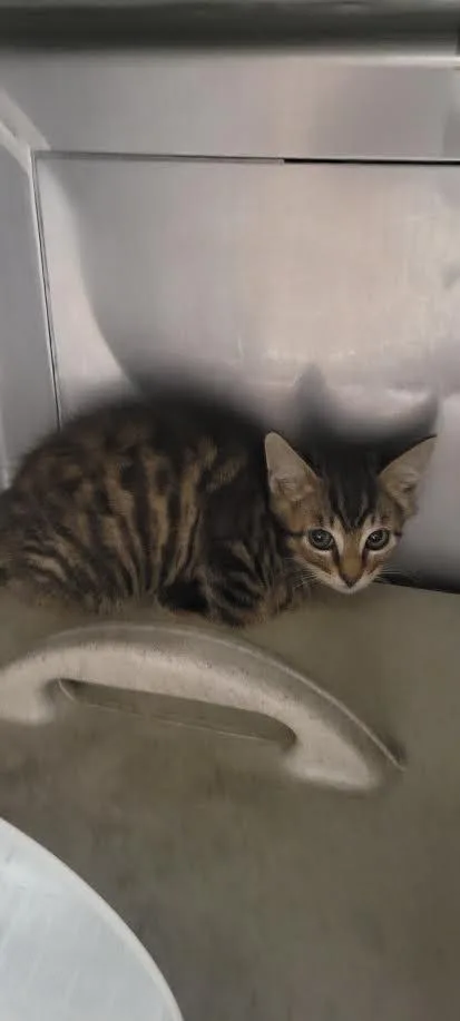 A baby small-sized male Domestic Short Hair cat named Cyclone for adoption in Chatsworth, CA