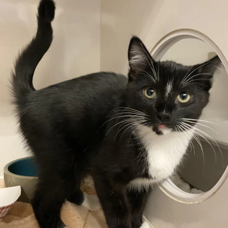 A baby small-sized male Black Domestic Short Hair cat named Marvin for adoption in Redwood City, CA