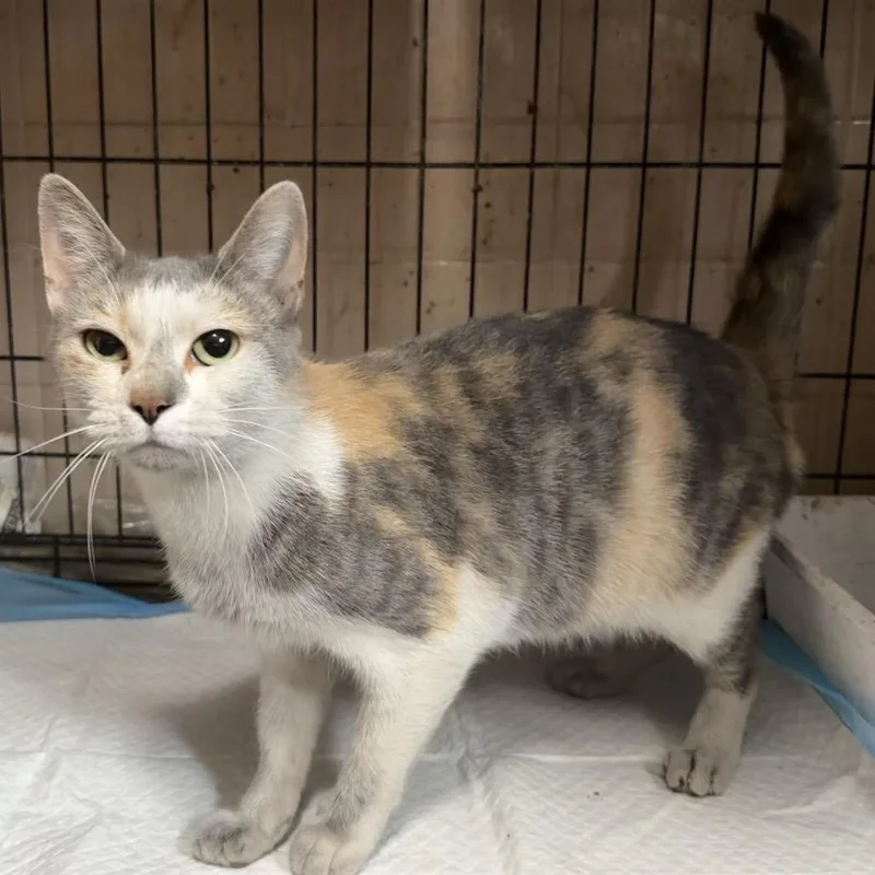 A young small-sized female Calico Domestic Short Hair cat named Calita for adoption in Washington, PA