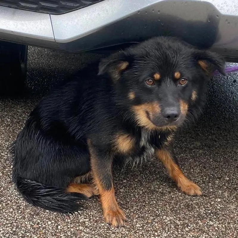 An adult small-sized male Black Mixed Breed dog named Cerberus Stray Hold for adoption in Huntington, WV