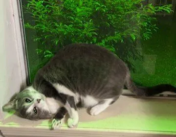 Spunky & Smokey thumbnail 2