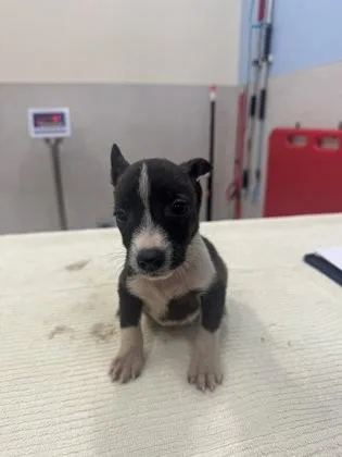 A baby small-sized female Terrier dog named Pippa for adoption in Honolulu, HI