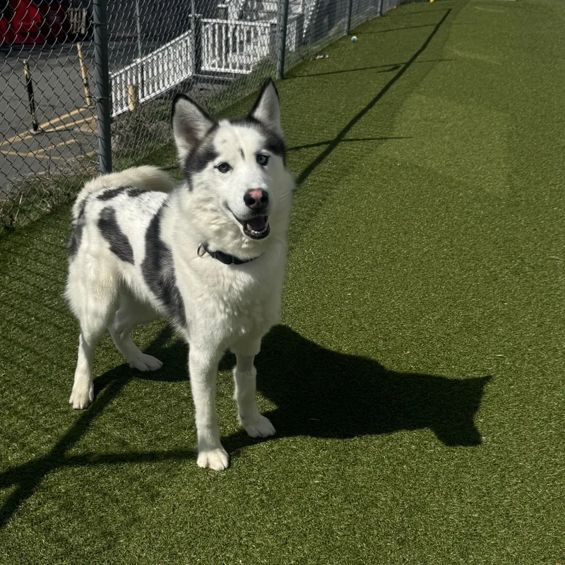 An adult medium-sized male Harlequin Siberian Husky dog named Pepo for adoption in Fall River, MA