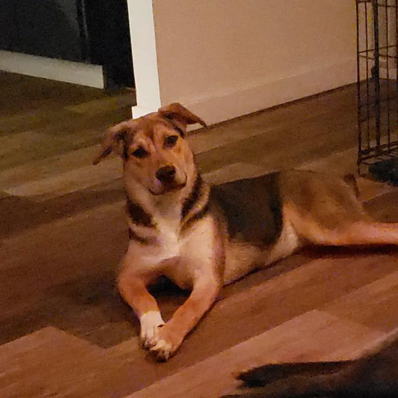 A young large-sized female Bicolor Mixed Breed dog named Mara for adoption in Olympia, WA