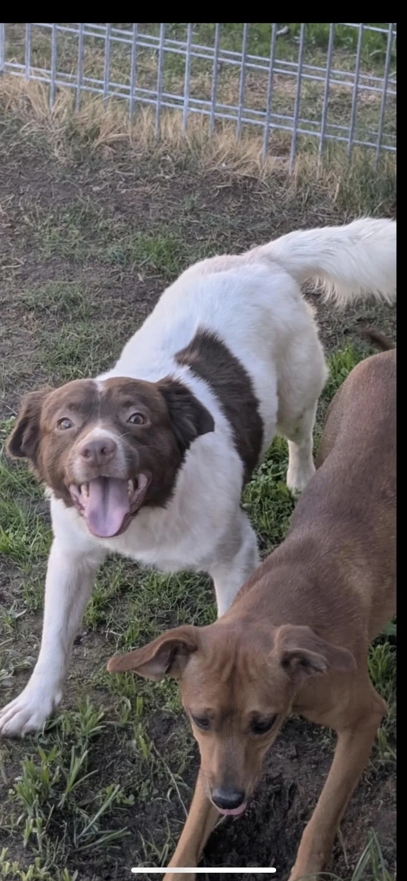 A young small-sized male Brown / Chocolate Australian Shepherd dog named Potato for adoption in Hamden, CT
