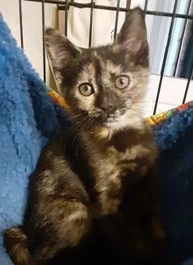 A baby medium-sized female Tortoiseshell Domestic Short Hair cat named Hilti for adoption in North Highlands, CA