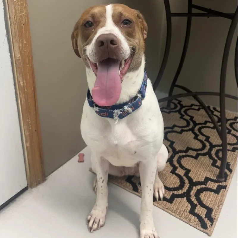 An adult medium-sized female Red / Chestnut / Orange German Shorthaired Pointer dog named Mabel for adoption in Milan, IL