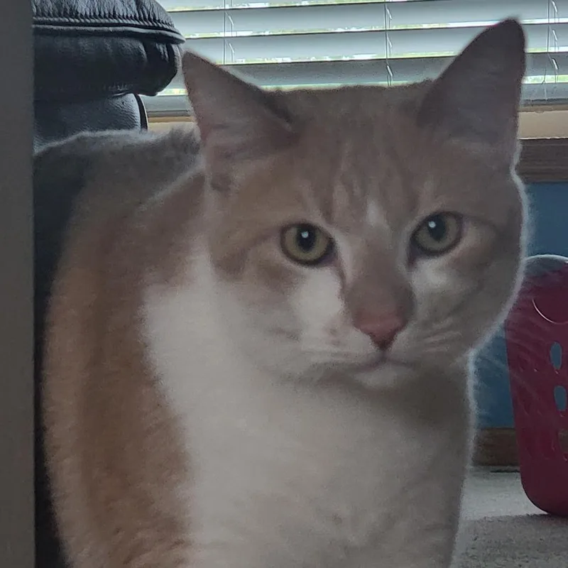 An adult large-sized male Orange / Red Domestic Short Hair cat named Leo C for adoption in Minnetonka, MN