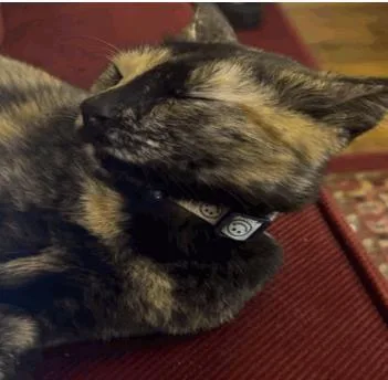 An adult medium-sized female Domestic Short Hair cat named Lucy for adoption in Largo, FL