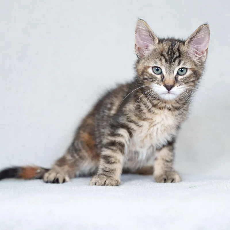 A baby small-sized female Torbie Domestic Medium Hair cat named Celeste for adoption in Sunnyvale, CA