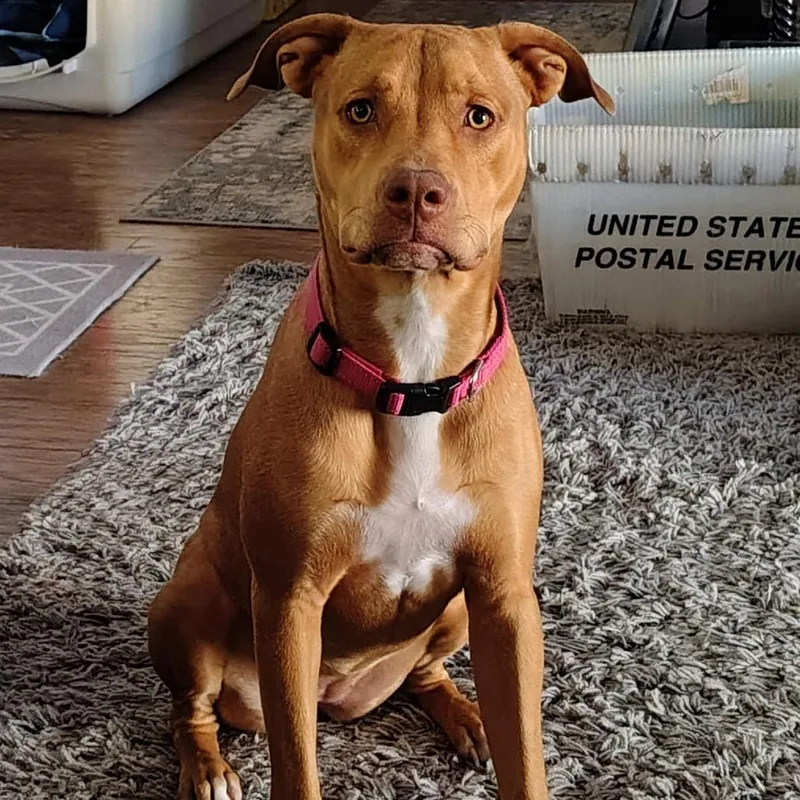 A young medium-sized female Golden Pit Bull Terrier dog named Sarabi for adoption in Las Vegas, NV