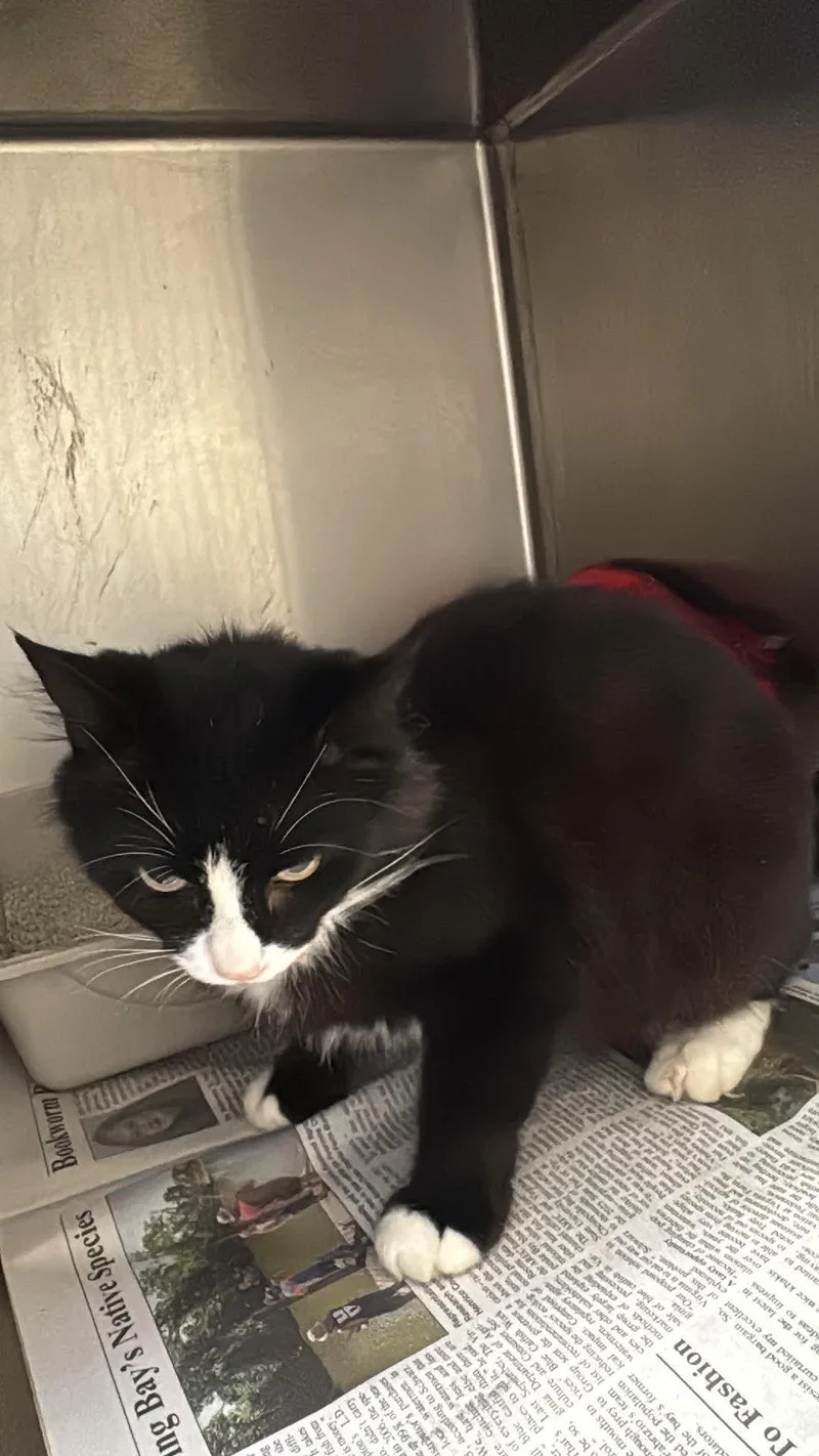 An adult medium-sized female Domestic Short Hair cat named Hazel for adoption in Tappahannock, VA