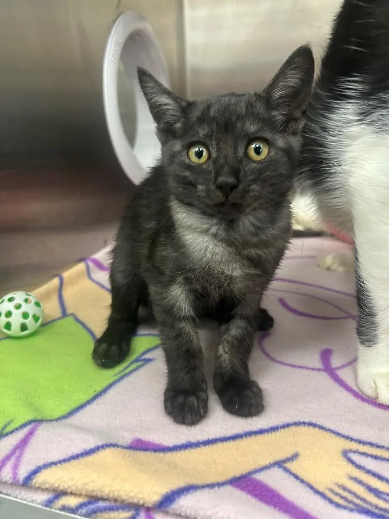 A baby medium-sized female Domestic Short Hair cat named Foosie for adoption in Hartsville, SC