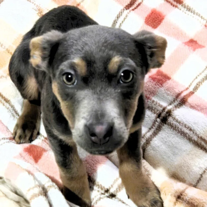 A young medium-sized male Labrador Retriever dog named Greysie for adoption in Locust Grove, GA