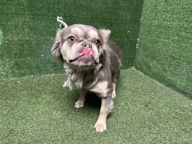 A young small-sized female French Bulldog dog named June for adoption in Lancaster, CA