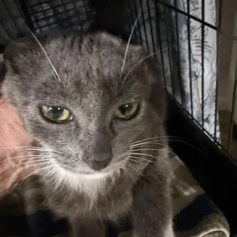 A baby small-sized female Gray / Blue / Silver Domestic Short Hair cat named Yale for adoption in Waldorf, MD