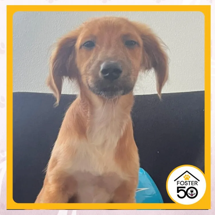 A baby small-sized female Yellow / Tan / Blond / Fawn Mixed Breed dog named Trinity Rodman for adoption in Toms River, NJ