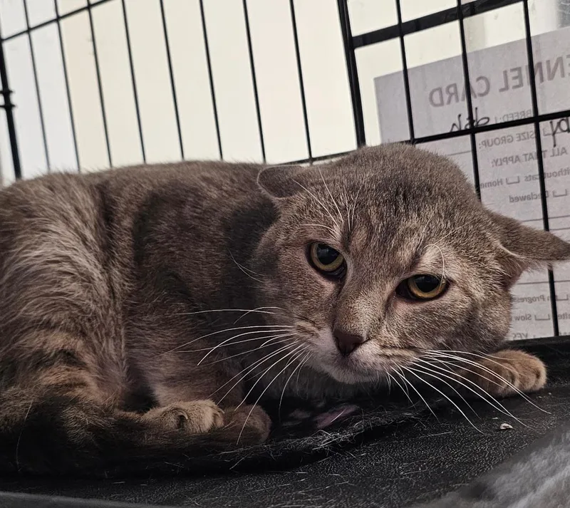 A young medium-sized male Gray / Blue / Silver Domestic Short Hair cat named Cosmo for adoption in Du Quoin, IL