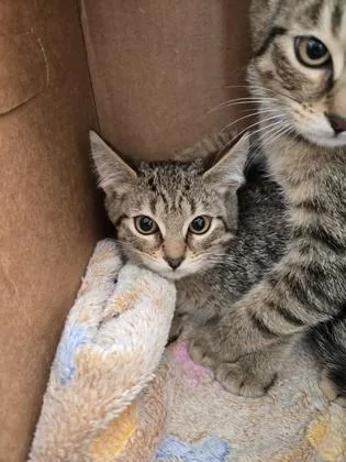 A baby small-sized female Domestic Short Hair cat named Boink for adoption in Westland, MI