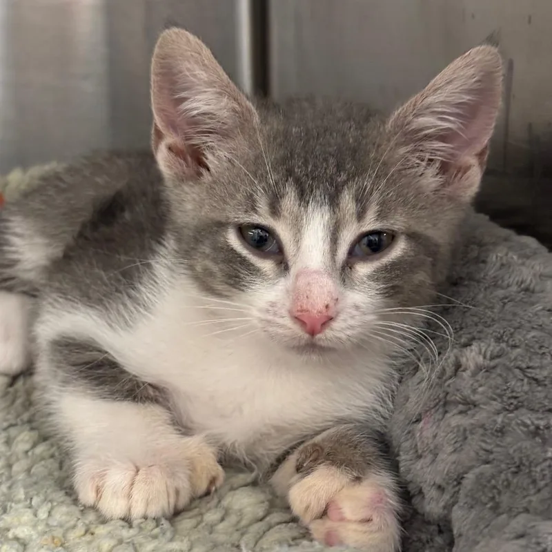 A baby small-sized female Gray / Blue / Silver Domestic Short Hair cat named Jeanette for adoption in League City, TX