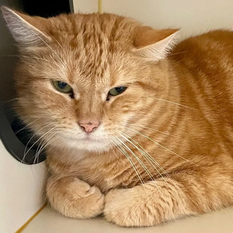 An adult large-sized male Orange / Red Domestic Short Hair cat named Hastings for adoption in Concord, NH