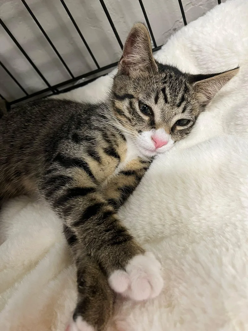 A baby medium-sized male Tabby cat named Toby for adoption in Walnut Creek, CA