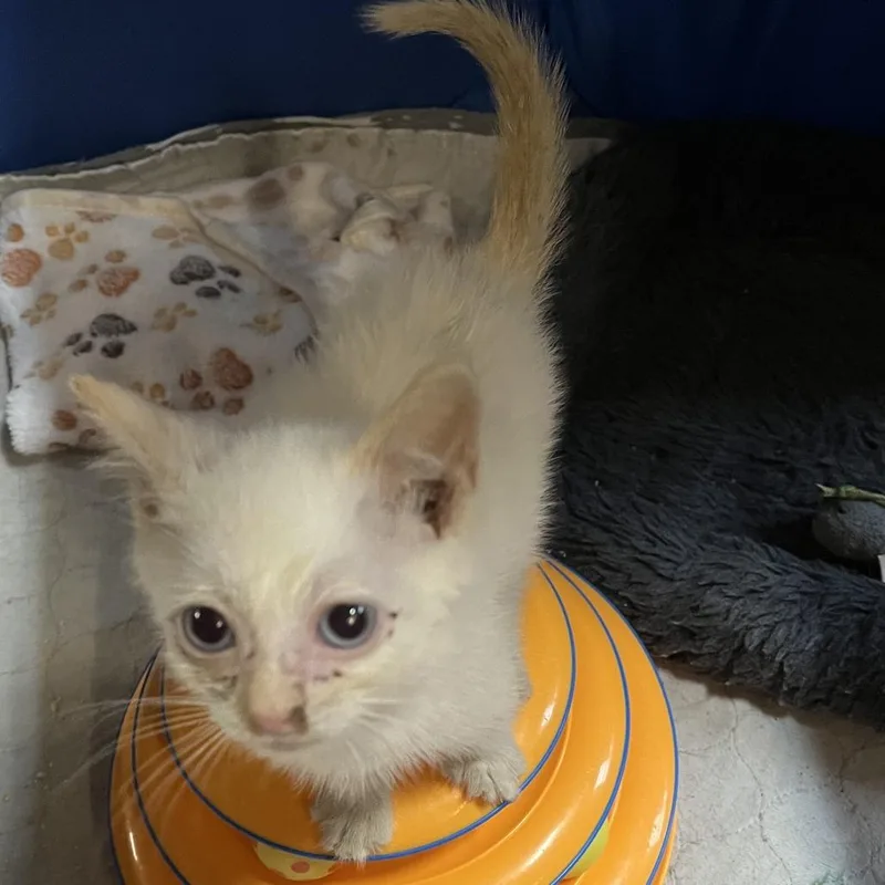 A baby small-sized male Cream / Ivory Siamese cat named Bruiser for adoption in Washington, DC