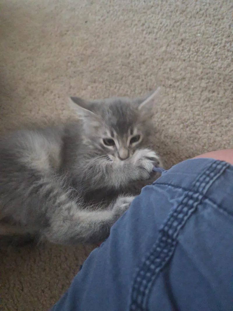 A baby medium-sized male Domestic Medium Hair cat named Coming soon INDOOR ONLY for adoption in Stockton, CA