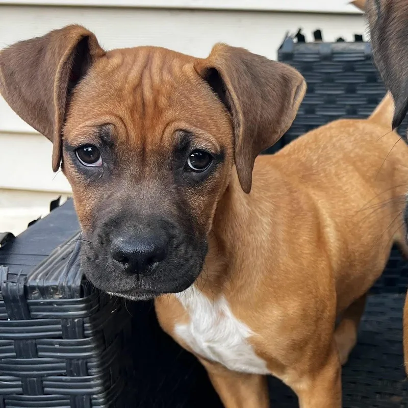 A baby medium-sized male Tricolor (Brown, Black, & White) Boxer dog named Toby for adoption in Albany, NY