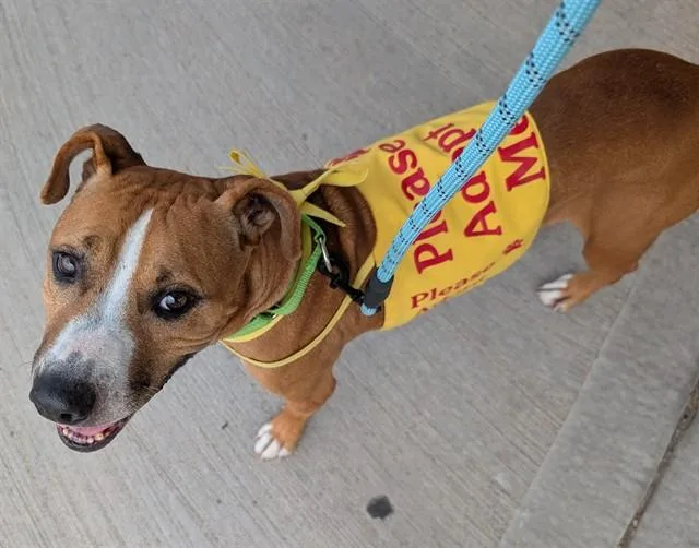 An adult small-sized male Pit Bull Terrier dog named Roman for adoption in Albuquerque, NM