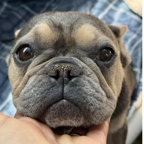 An adult small-sized female French Bulldog dog named Marsha for adoption in Santa Rosa, CA