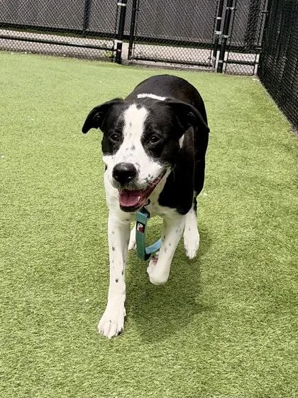 An adult large-sized female Mixed Breed dog named Arwen for adoption in Westbrook, ME
