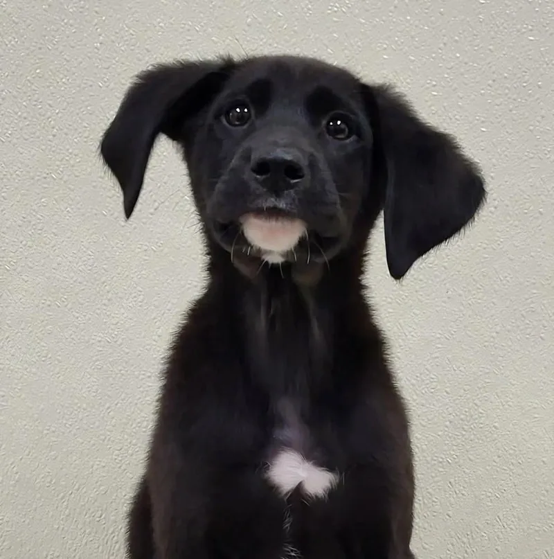A baby medium-sized male Mixed Breed dog named Stoddard for adoption in Groveland, MA