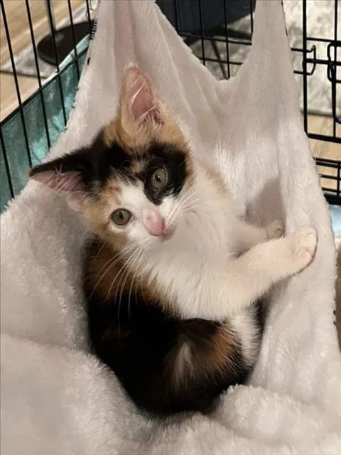 A baby small-sized female Domestic Short Hair cat named Mimi for adoption in Woodland, CA