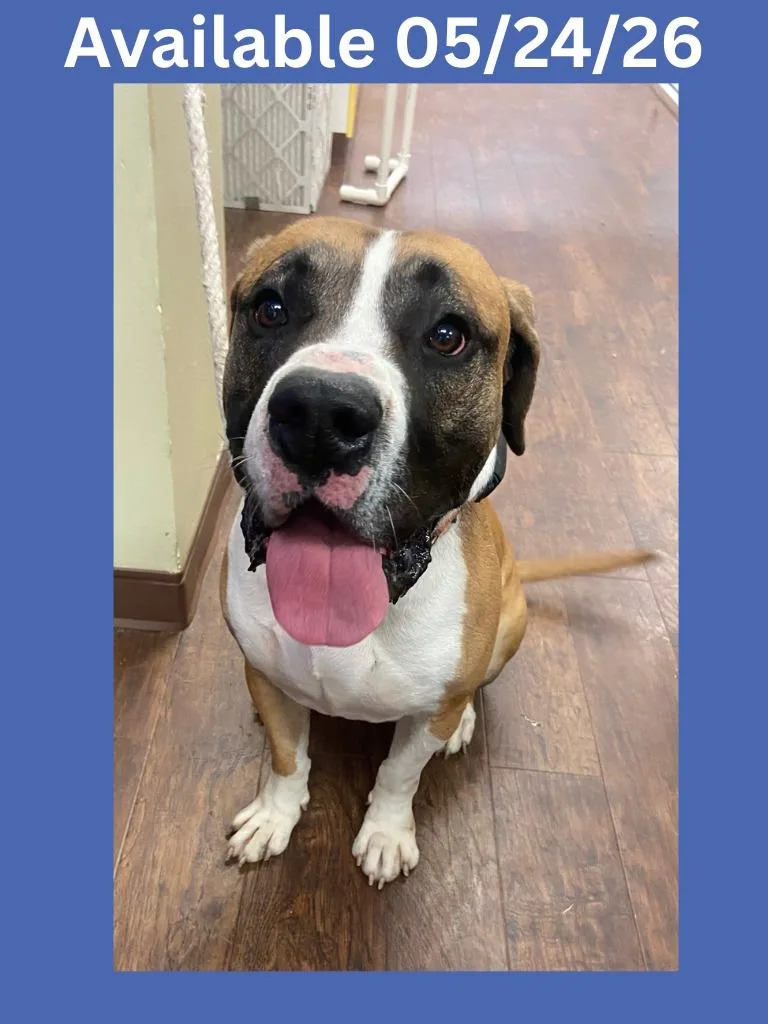 An adult medium-sized male Pit Bull Terrier dog named Dog Kennel for adoption in Greenville, TX