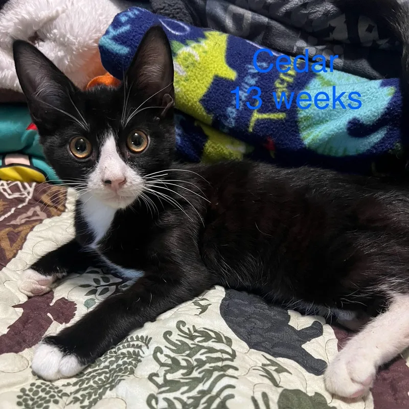A baby small-sized male Black & White / Tuxedo Domestic Short Hair cat named Cedar for adoption in Davisburg, MI