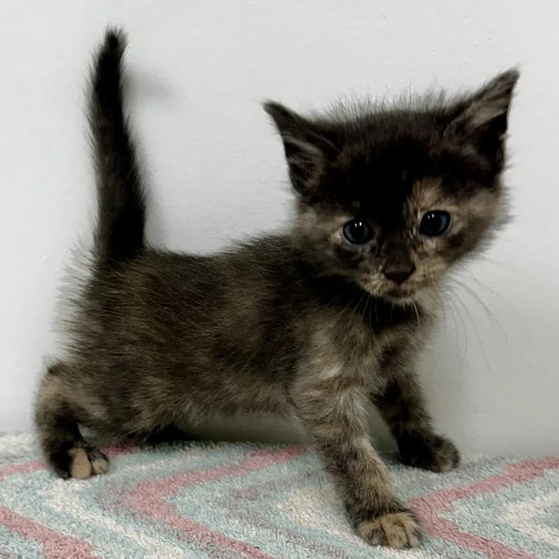 A baby small-sized female Tortoiseshell Domestic Short Hair cat named Luka for adoption in Warrensburg, MO